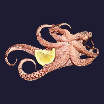 JM Marine Sea Food Exports Octopus Whole