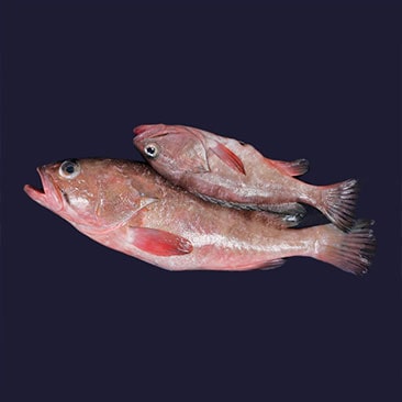 JM-Marine-Sea-Food-Exports-Reefcod-Fish