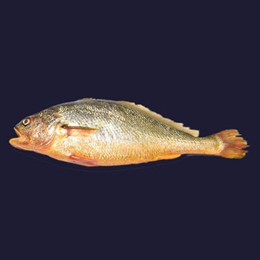 JM Marine Sea Food Exports Yellow Croacker